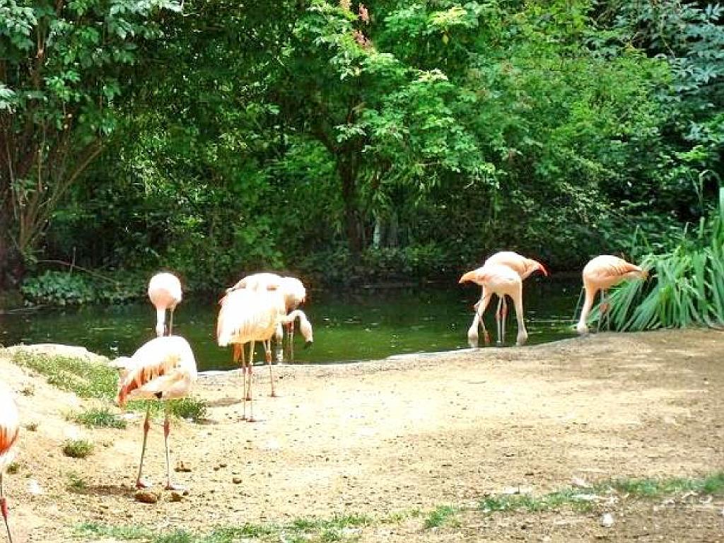 149 BIO PARC DE DOUE LA FONTAINE 4- 2016_000052.jpg